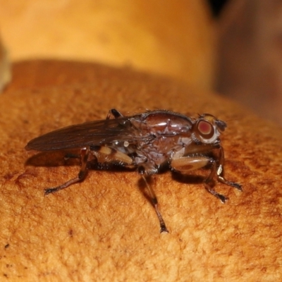 Tapeigaster annulipes (heteromyzid fly) at Yarralumla, ACT - 3 May 2024 by TimL