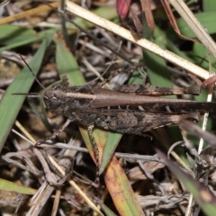 Heteropternis obscurella (A grasshopper) at National Arboretum Forests - 3 May 2024 by TimL