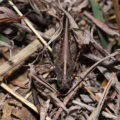 Heteropternis obscurella at National Arboretum Forests - 3 May 2024