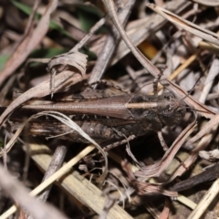 Heteropternis obscurella at National Arboretum Forests - 3 May 2024