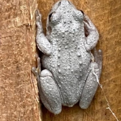 Litoria peronii at Nicholls, ACT - 1 Oct 2022 by Bill7Graham