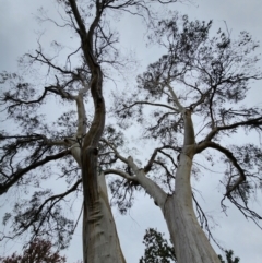 Eucalyptus pauciflora subsp. pauciflora (White Sally, Snow Gum) at Deakin, ACT - 5 May 2024 by Steve818