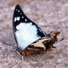 Charaxes sempronius (Tailed Emperor) at Wodonga - 5 May 2024 by KylieWaldon