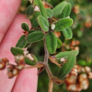 Pomaderris pallida at Bullen Range - 5 May 2024