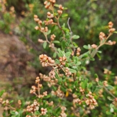 Pomaderris pallida at Bullen Range - 5 May 2024