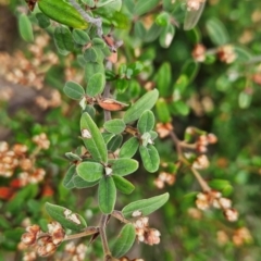 Pomaderris pallida at Bullen Range - 5 May 2024