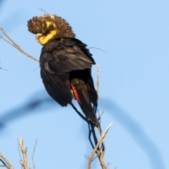 Calyptorhynchus lathami lathami (Glossy Black-Cockatoo) at Penrose - 26 Apr 2024 by NigeHartley