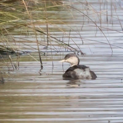 Poliocephalus poliocephalus (Hoary-headed Grebe) at Carrick, NSW - 2 May 2024 by NigeHartley