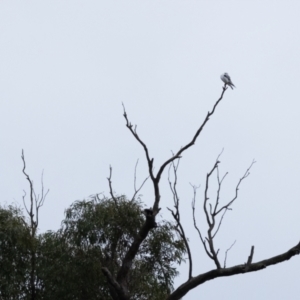 Elanus axillaris at Carrick, NSW - 2 May 2024