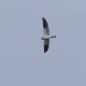 Elanus axillaris at Carrick, NSW - 2 May 2024