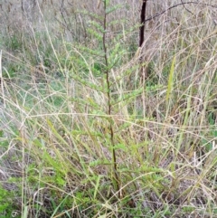 Pyracantha fortuneana at The Pinnacle - 4 May 2024 01:00 PM