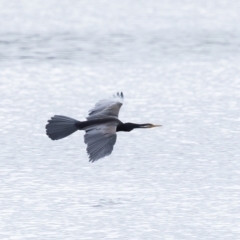 Anhinga novaehollandiae (Australasian Darter) at Carrick, NSW - 2 May 2024 by NigeHartley