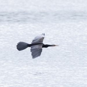 Anhinga novaehollandiae at Carrick, NSW - 2 May 2024 11:54 AM