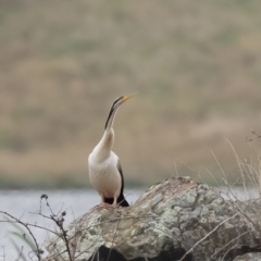 Anhinga novaehollandiae at Carrick, NSW - 2 May 2024 11:54 AM