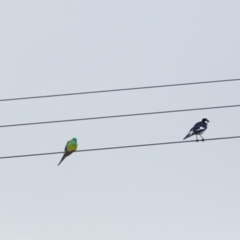 Psephotus haematonotus (Red-rumped Parrot) at Carrick, NSW - 2 May 2024 by NigeHartley