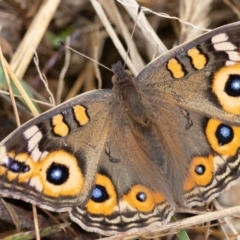 Junonia villida (Meadow Argus) at Carrick, NSW - 2 May 2024 by NigeHartley