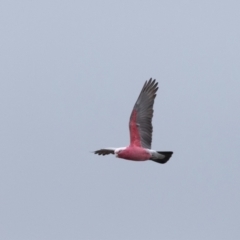 Eolophus roseicapilla (Galah) at Carrick, NSW - 2 May 2024 by NigeHartley