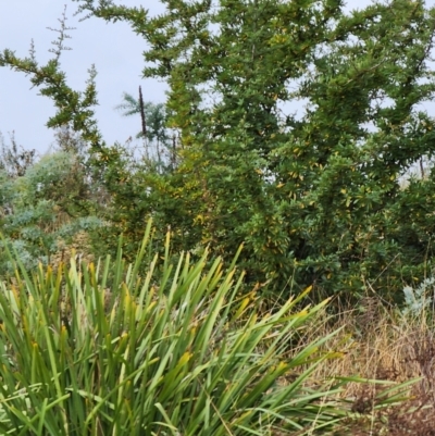 Pyracantha angustifolia (Firethorn, Orange Firethorn) at Farrer Ridge - 5 May 2024 by julielindner