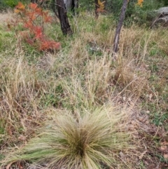 Nassella trichotoma (Serrated Tussock) at Farrer, ACT - 5 May 2024 by julielindner