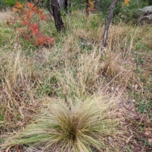 Nassella trichotoma at Farrer Ridge - 5 May 2024