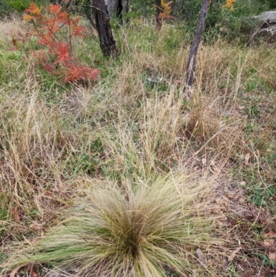 Nassella trichotoma (Serrated Tussock) at Farrer Ridge - 5 May 2024 by julielindner