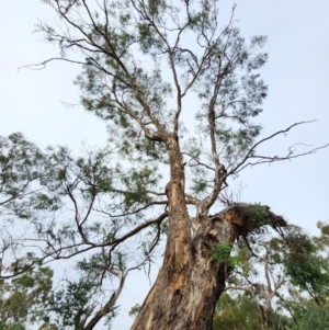 Eucalyptus melliodora at Red Hill Nature Reserve - 5 May 2024