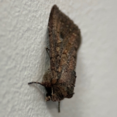 Dasygaster padockina (Tasmanian Cutworm) at City Renewal Authority Area - 5 May 2024 by Hejor1