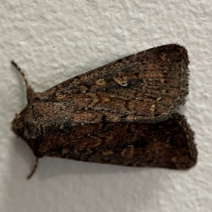 Dasygaster padockina at City Renewal Authority Area - 5 May 2024 01:03 PM