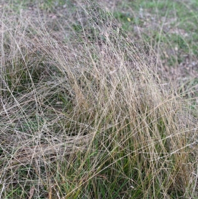 Unidentified Grass at Garran, ACT - 4 May 2024 by ruthkerruish