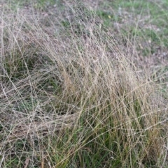 Unidentified Grass at Garran, ACT - 4 May 2024 by ruthkerruish
