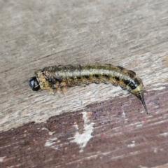 Pterygophorinae (subfamily) (Sawfly) at Kambah, ACT - 5 May 2024 by MatthewFrawley