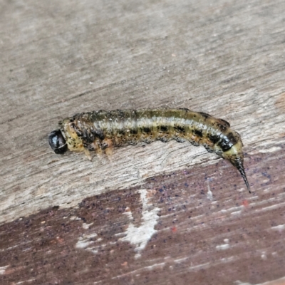 Pterygophorinae (subfamily) (Sawfly) at Kambah, ACT - 5 May 2024 by MatthewFrawley