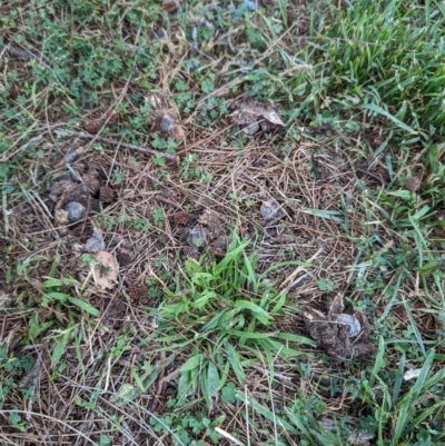 Geastrum tenuipes (An earthstar) at Flynn, ACT - 30 Apr 2024 by rbannister