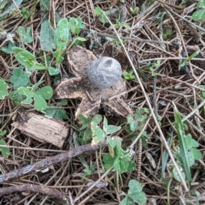 Geastrum tenuipes at Flynn, ACT - 30 Apr 2024