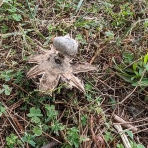 Geastrum tenuipes at Flynn, ACT - 30 Apr 2024