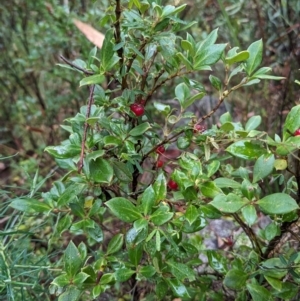 Coprosma hirtella at Namadgi National Park - 5 May 2024