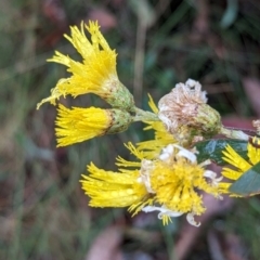 Podolepis hieracioides at Namadgi National Park - 5 May 2024 by HelenCross