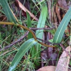 Podolepis hieracioides at Namadgi National Park - 5 May 2024