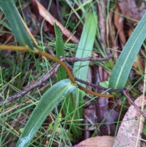 Podolepis hieracioides at Namadgi National Park - 5 May 2024