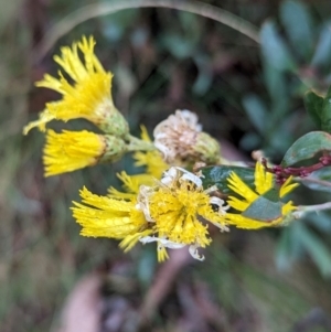 Podolepis hieracioides at Namadgi National Park - 5 May 2024