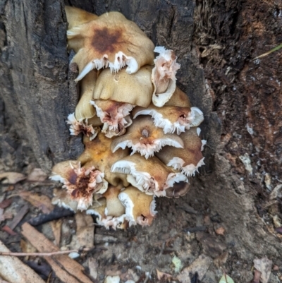 Unidentified Fungus at Tharwa, ACT - 4 May 2024 by HelenCross