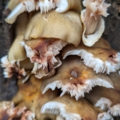 Armillaria sp. at Namadgi National Park - 5 May 2024