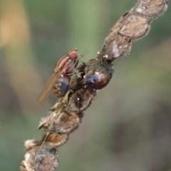 Sapromyza brunneovittata (A lauxid fly) at Murrumbateman, NSW - 27 Apr 2024 by SimoneC