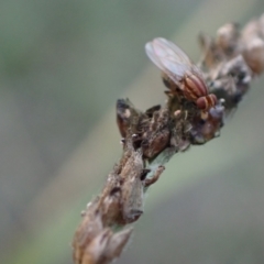 Sapromyza brunneovittata at Murrumbateman, NSW - 27 Apr 2024