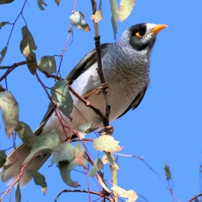 Manorina melanocephala (Noisy Miner) at Charles Sturt University - 4 May 2024 by KylieWaldon