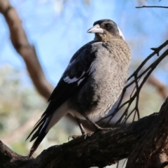 Gymnorhina tibicen (Australian Magpie) at Charles Sturt University - 4 May 2024 by KylieWaldon