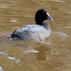 Fulica atra (Eurasian Coot) at Charles Sturt University - 4 May 2024 by KylieWaldon