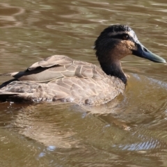 Anas superciliosa (Pacific Black Duck) at Charles Sturt University - 5 May 2024 by KylieWaldon