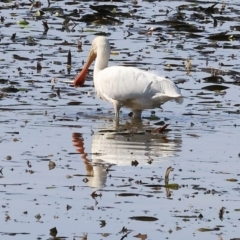 Platalea flavipes (Yellow-billed Spoonbill) at Charles Sturt University - 5 May 2024 by KylieWaldon