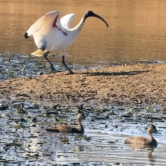 Threskiornis molucca (Australian White Ibis) at Albury - 5 May 2024 by KylieWaldon